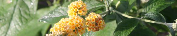 buwhoneycomb getrimd_583x120.jpg